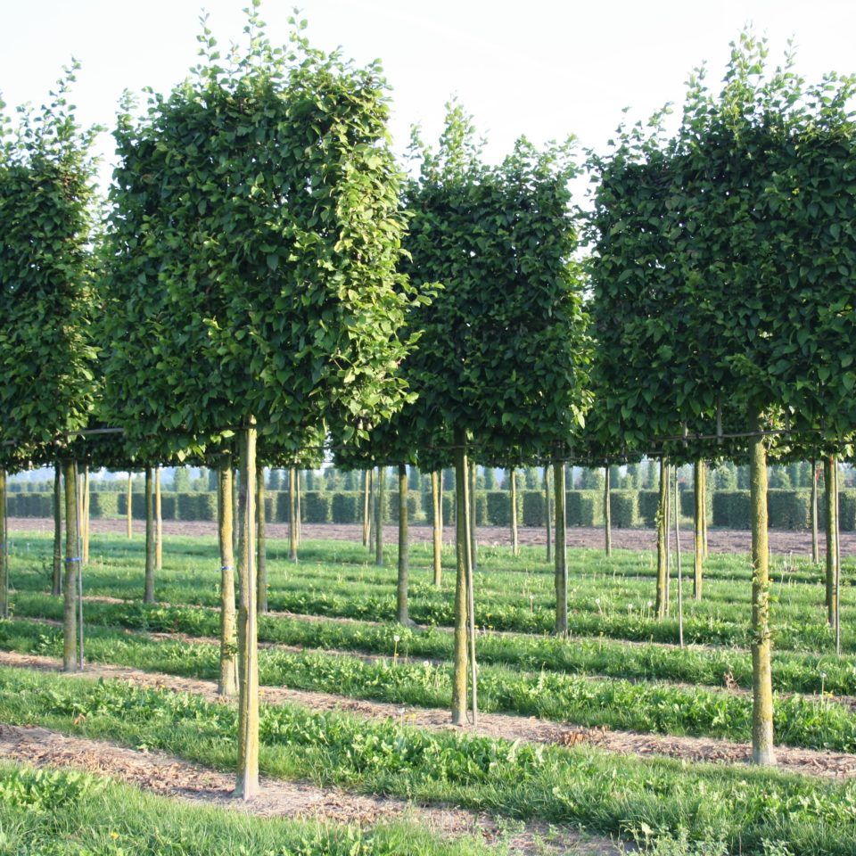 Carpinus-betulus