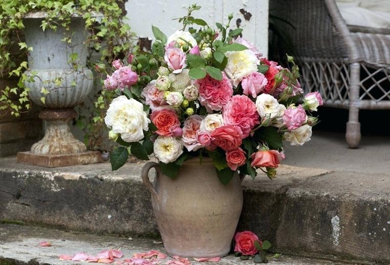 unique-roses-guillot-martine-guillot-rose-bush